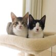 隔離生活終了！３日ぶりに再会した子猫たちの行動がかわいすぎました...涙