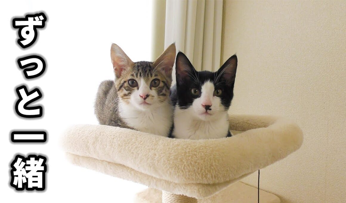 隔離生活終了！３日ぶりに再会した子猫たちの行動がかわいすぎました...涙