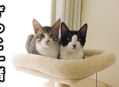 隔離生活終了！３日ぶりに再会した子猫たちの行動がかわいすぎました...涙