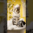 Maine Coon Cat Lathers Puppy In Tub — Adorable!