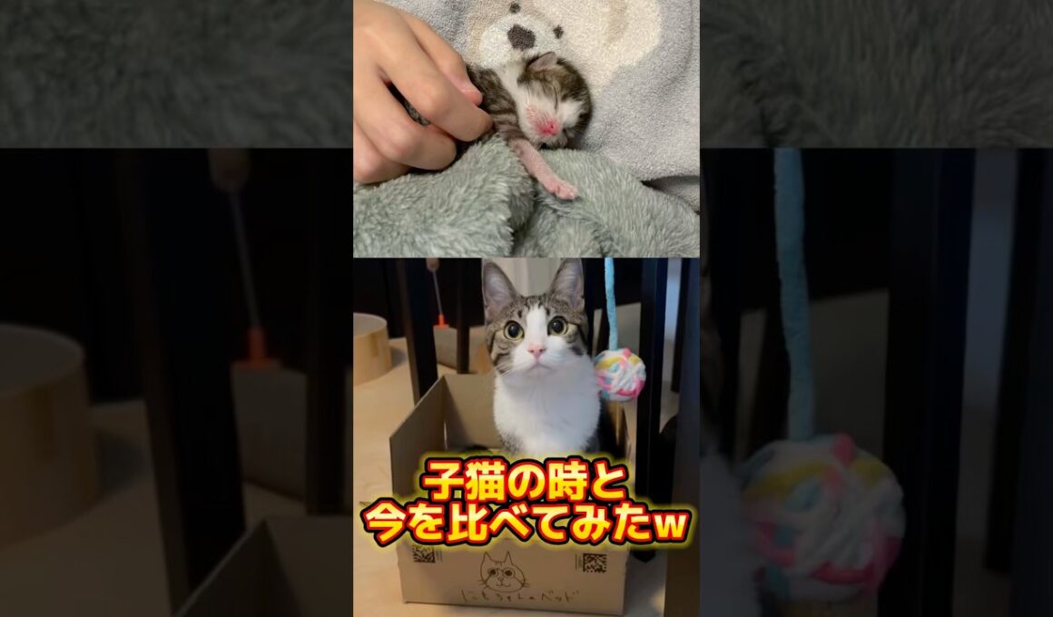 生後0日の子猫を拾ったら成長スピードがエグすぎた #shorts #子猫 #保護猫 #猫 #捨て猫 #catlovers #kitten