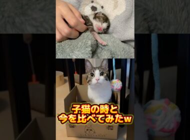 生後0日の子猫を拾ったら成長スピードがエグすぎた #shorts #子猫 #保護猫 #猫 #捨て猫 #catlovers #kitten