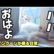猫で始まる1日が幸せすぎる【メインクーン】
