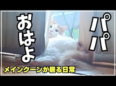 猫で始まる1日が幸せすぎる【メインクーン】