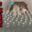 大量のペットボトルに水を入れたら猫がとんでもない行動に…！！？【関西弁でしゃべる猫】【猫アテレコ】