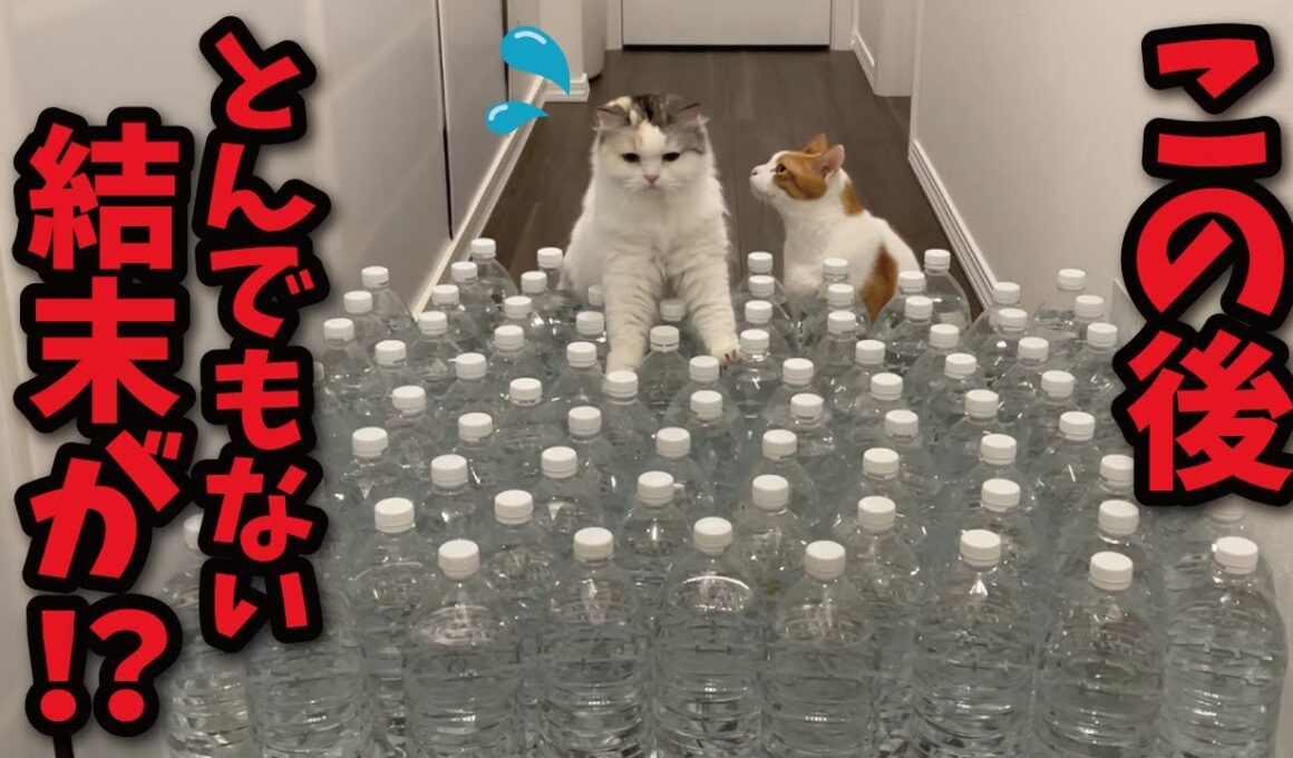 大量のペットボトルに水を入れたら猫がとんでもない行動に…！！？【関西弁でしゃべる猫】【猫アテレコ】