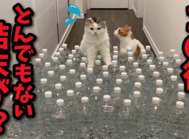 大量のペットボトルに水を入れたら猫がとんでもない行動に…！！？【関西弁でしゃべる猫】【猫アテレコ】