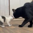 初めてのお部屋散歩で先住猫に挨拶へ行く子猫【坊ちゃん日記#5】Kitten greeting her older cat in her first room.