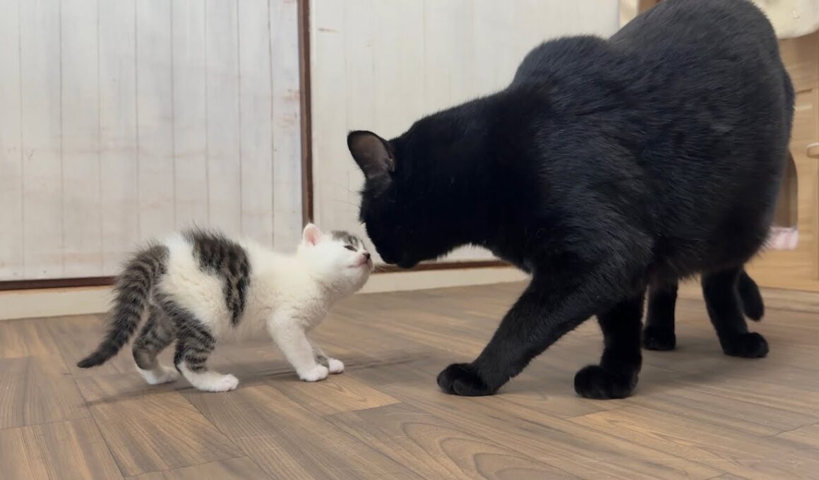 初めてのお部屋散歩で先住猫に挨拶へ行く子猫【坊ちゃん日記#5】Kitten greeting her older cat in her first room.