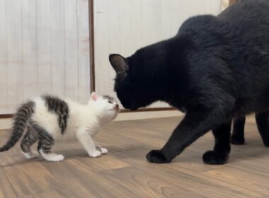 初めてのお部屋散歩で先住猫に挨拶へ行く子猫【坊ちゃん日記#5】Kitten greeting her older cat in her first room.