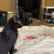 シャムの子ネコ雫「黒猫姉妹対決だけど、妹の黒夢が、姉くーに勝ちました」