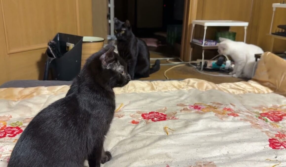 シャムの子ネコ雫「黒猫姉妹対決だけど、妹の黒夢が、姉くーに勝ちました」
