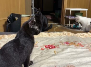シャムの子ネコ雫「黒猫姉妹対決だけど、妹の黒夢が、姉くーに勝ちました」
