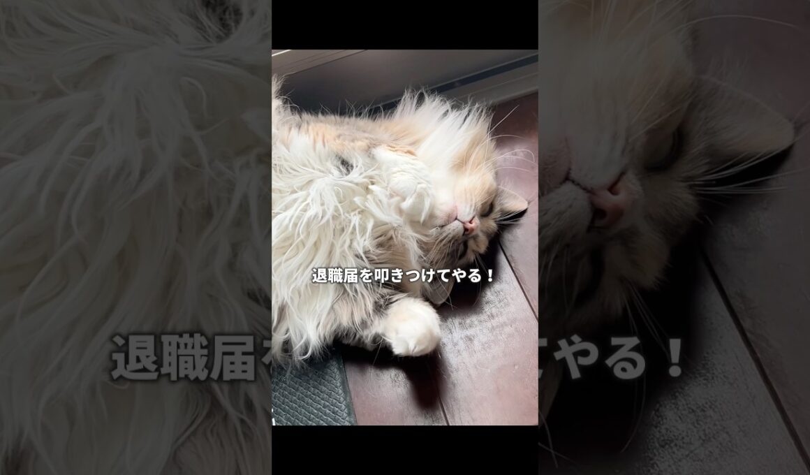 ニャルソックはもう辞めてやる！　#ノルウェージャンフォレストキャット