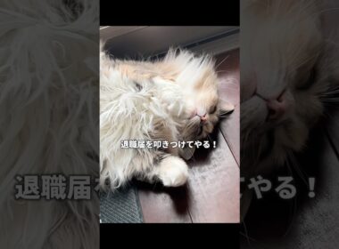 ニャルソックはもう辞めてやる！　#ノルウェージャンフォレストキャット