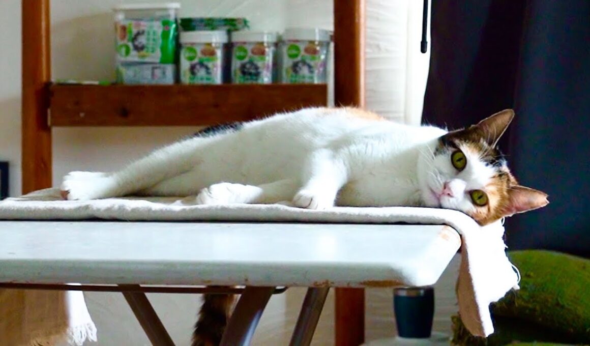 猫語を辞めた猫