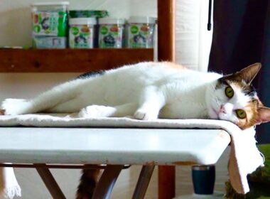 猫語を辞めた猫