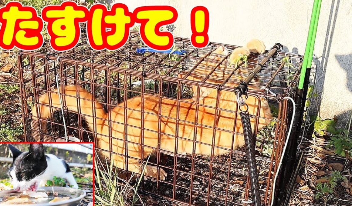 子猫 母猫 野良猫一家のパパ猫？の捕獲のリアル ドキュメンタリー さくらねこへのエサやり アントニオ 黒助 プラダちゃん さくらちゃん TNR 感動猫動画