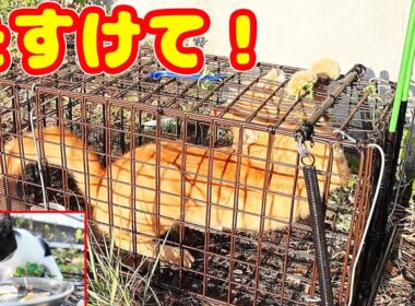 子猫 母猫 野良猫一家のパパ猫？の捕獲のリアル ドキュメンタリー さくらねこへのエサやり アントニオ 黒助 プラダちゃん さくらちゃん TNR 感動猫動画