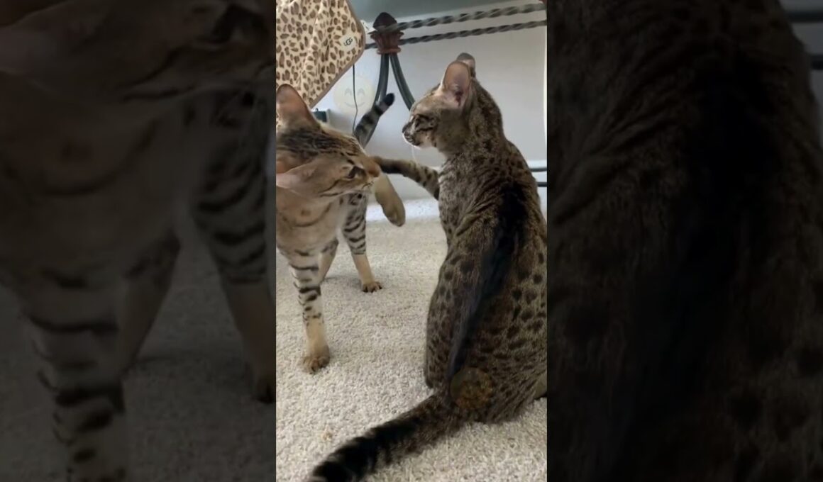 Cute and Funny Animals That Will Make You Laugh Nonstop #Shorts