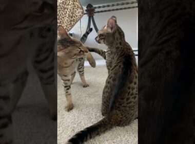 Cute and Funny Animals That Will Make You Laugh Nonstop #Shorts
