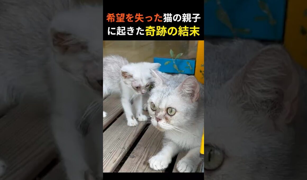 希望を失った猫の親子に起きた奇跡の結末【実話ドキュメンタリー】母は娘を守り抜いた #保護猫 #感動実話 #動物ドキュメンタリー