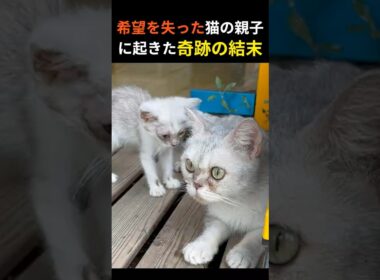 希望を失った猫の親子に起きた奇跡の結末【実話ドキュメンタリー】母は娘を守り抜いた #保護猫 #感動実話 #動物ドキュメンタリー