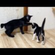積極的な子猫にタジタジな姉猫
