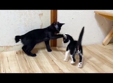 積極的な子猫にタジタジな姉猫
