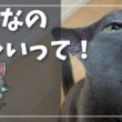 食欲の秋、ちょっと贅沢な『分厚いかつおぶし』に夢中になる猫【ロシアンブルー】