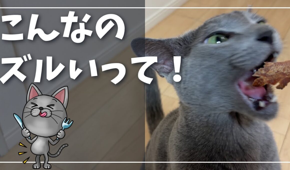 食欲の秋、ちょっと贅沢な『分厚いかつおぶし』に夢中になる猫【ロシアンブルー】