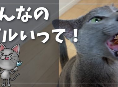 食欲の秋、ちょっと贅沢な『分厚いかつおぶし』に夢中になる猫【ロシアンブルー】