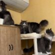 【ジャングルジム】自力で高いところに登れるようになった弟たちwwwノルウェージャンフォレストキャットとターキッシュアンゴラ