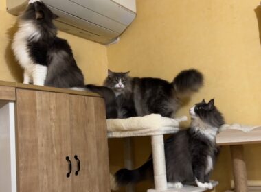 【ジャングルジム】自力で高いところに登れるようになった弟たちwwwノルウェージャンフォレストキャットとターキッシュアンゴラ