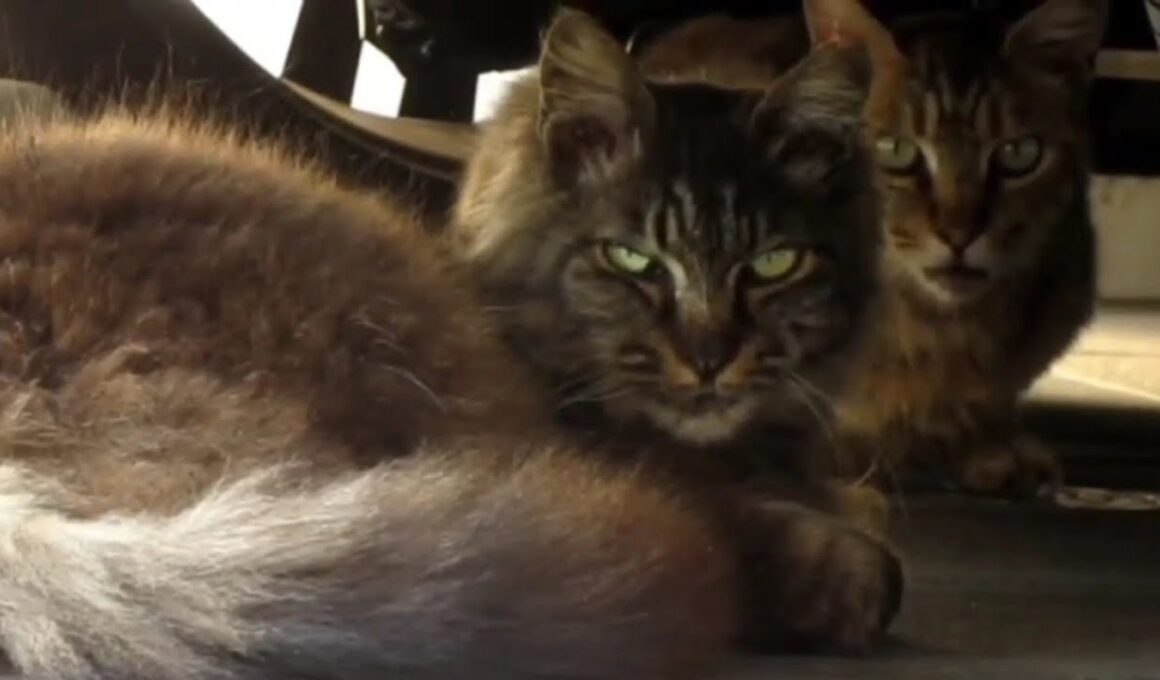 [野良猫]車の下に仲良く隠れてる2匹の猫が可愛すぎる！[straycat]The two cats hiding happily under the car are so cute!