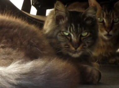 [野良猫]車の下に仲良く隠れてる2匹の猫が可愛すぎる！[straycat]The two cats hiding happily under the car are so cute!