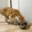 保護子猫の遊んでアピールに困惑する姉猫