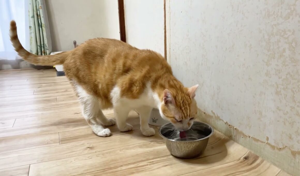 保護子猫の遊んでアピールに困惑する姉猫