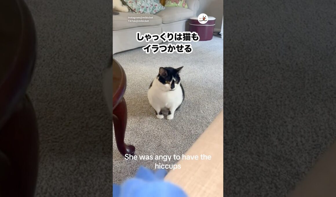 しゃっくりって地味にイラつくよね｜PECO