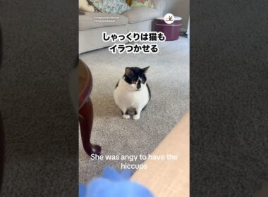 しゃっくりって地味にイラつくよね｜PECO