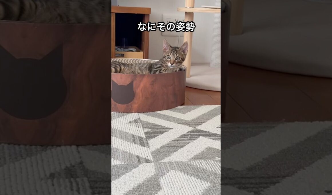 クセツヨな2人は仲良くなりました#ペルシャ#チンチラ#猫#ねこ #猫のいる暮らし #癒し #いやし#cat  #ふわふわ #野良猫 #キジトラ