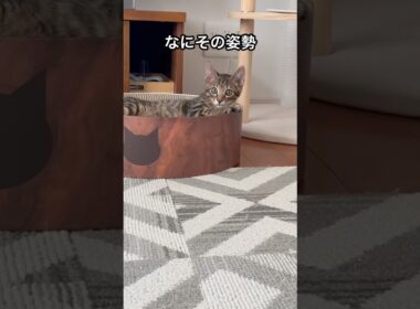 クセツヨな2人は仲良くなりました#ペルシャ#チンチラ#猫#ねこ #猫のいる暮らし #癒し #いやし#cat  #ふわふわ #野良猫 #キジトラ