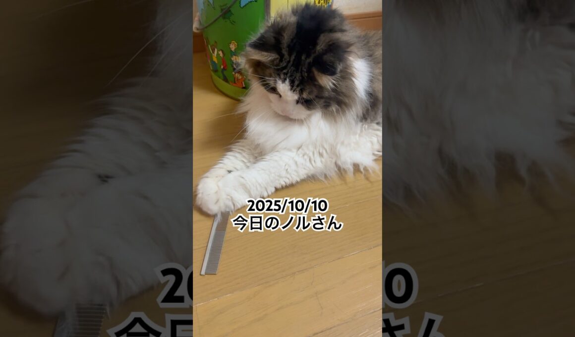 2025/10/10今日のノルさん #猫 #ノルウェージャンフォレストキャット #cat #猫のいる暮らし