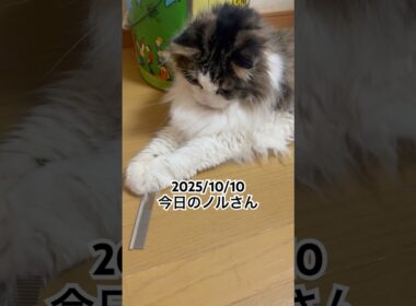 2025/10/10今日のノルさん #猫 #ノルウェージャンフォレストキャット #cat #猫のいる暮らし