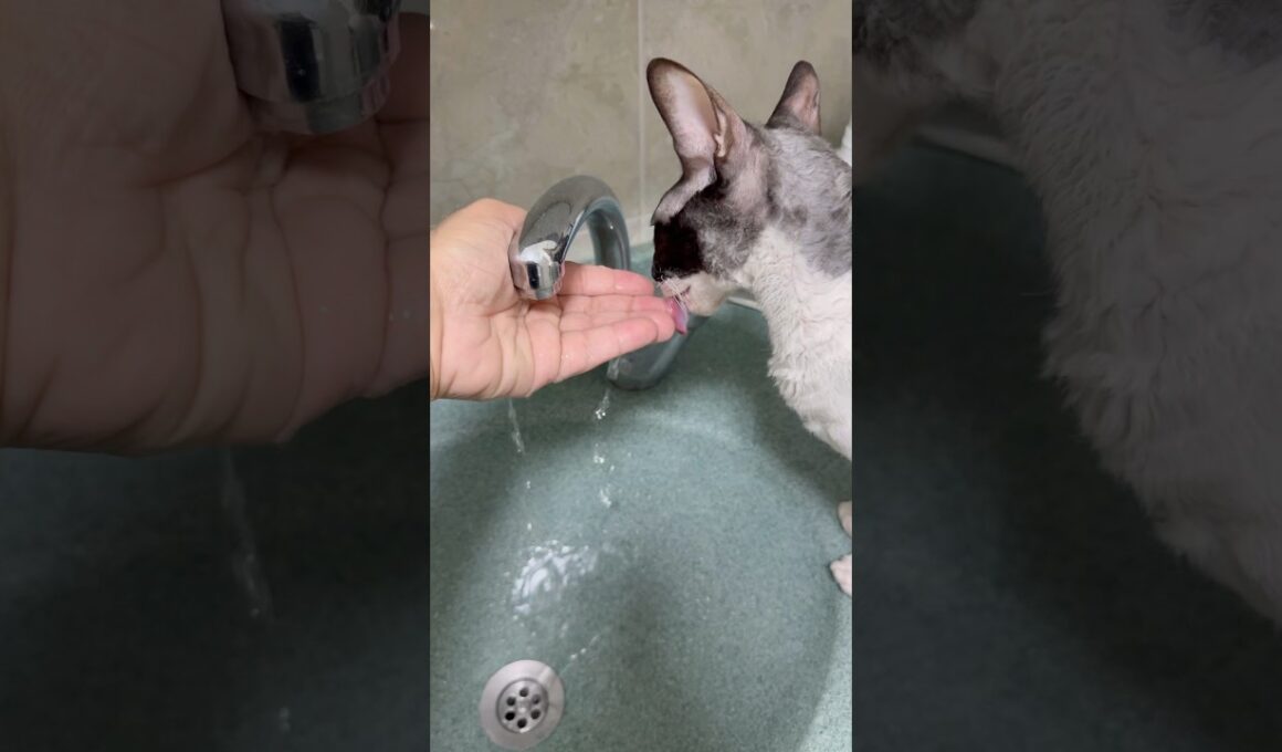 Is your cat drinking like that as well? 🥰