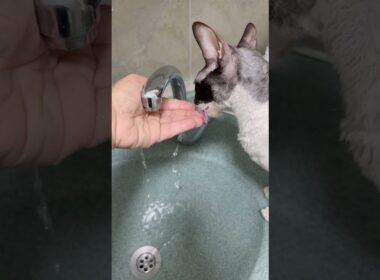 Is your cat drinking like that as well? 🥰