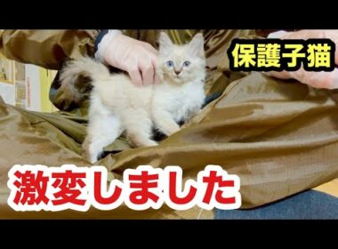 初めての場所で目覚めた子猫が激変しました