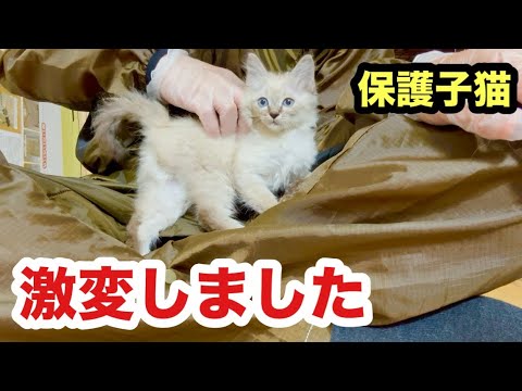 初めての場所で目覚めた子猫が激変しました