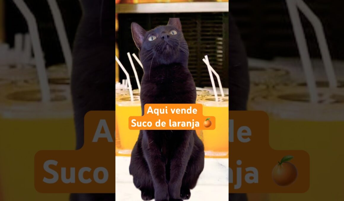 Aqui vende suco de laranja #cat #dublagemdeboche #gatos #gateiraporamor#cute #shortscats