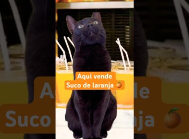 Aqui vende suco de laranja #cat #dublagemdeboche #gatos #gateiraporamor#cute #shortscats